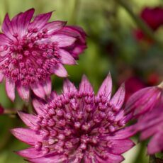 5023242393254 1 Astrantia major Cerise Button.jpg